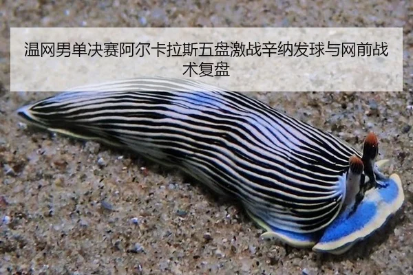 wen-wang-nan-dan-jue-sai-a-er-ka-la-si-wu-pan-ji-zhan-xin-na-fa-qiu-yu-wang-qian-zhan-shu-fu-pan-2-723.jpg